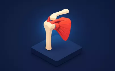 Schultergelenksmuskulatur - Anatomie der Muskeln - Illustration