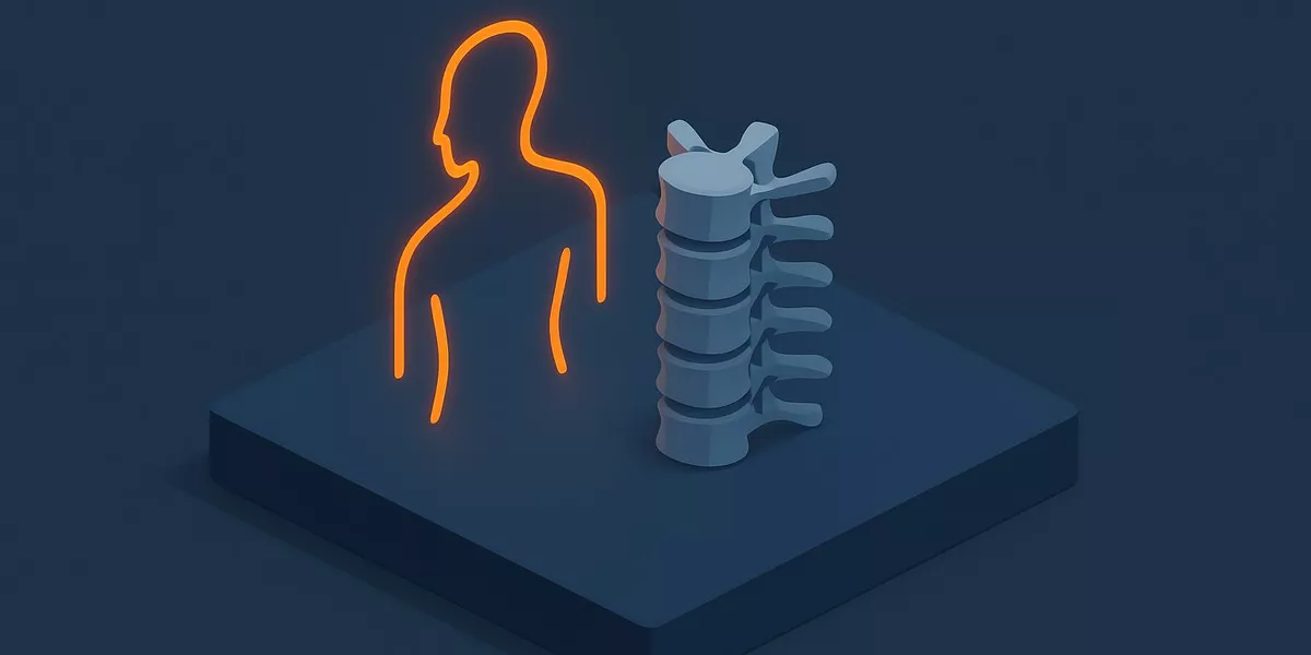Vertebrae Thoracicae - Anatomie der Wirbelsäule - Illustration