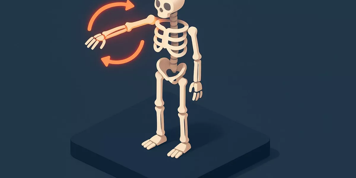 Aussenrotation - Anatomische Grundbegriffe - Illustration