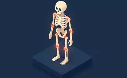 Skelett - Anatomie des passiven Bewegungsapparats - Illustration