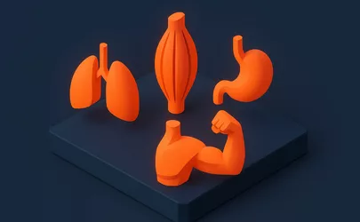 Muskelgewebe - Anatomie der Muskeln - Illustration